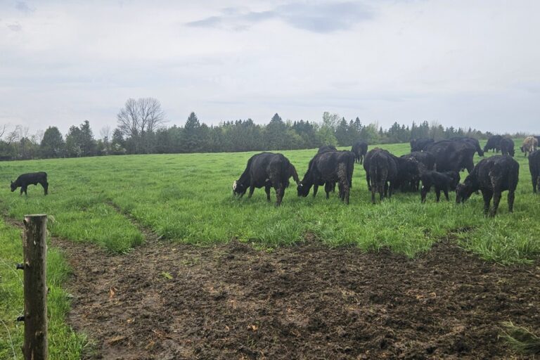 Estrie |  A producer allegedly had his herd of 75 cows and calves stolen