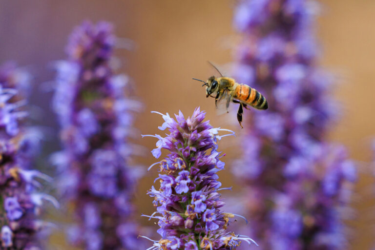 Event |  A spring under the sign of honey