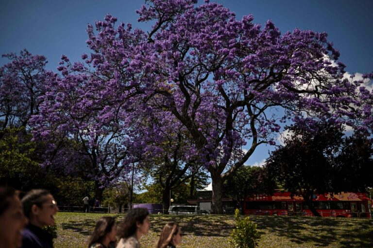 Flowering jacarandas |  Every spring, Lisbon is adorned with blue and purple