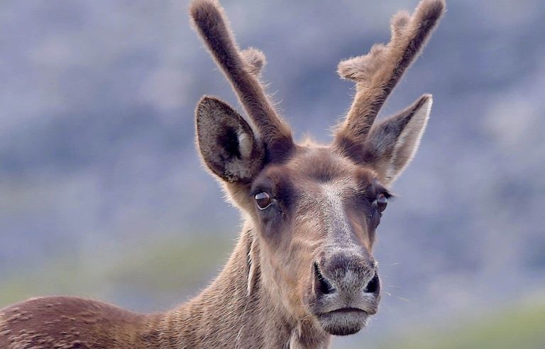 François Legault refuses to participate in a federal scientific report on the protection of caribou