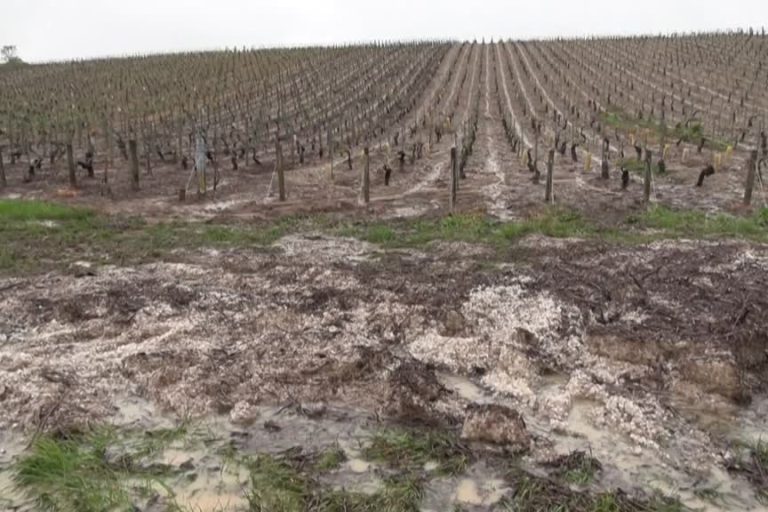 Hail in Chablis |  “Very significant” damage in the vineyard