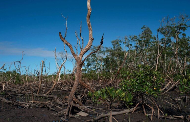 Half of mangrove ecosystems could collapse, IUCN report warns