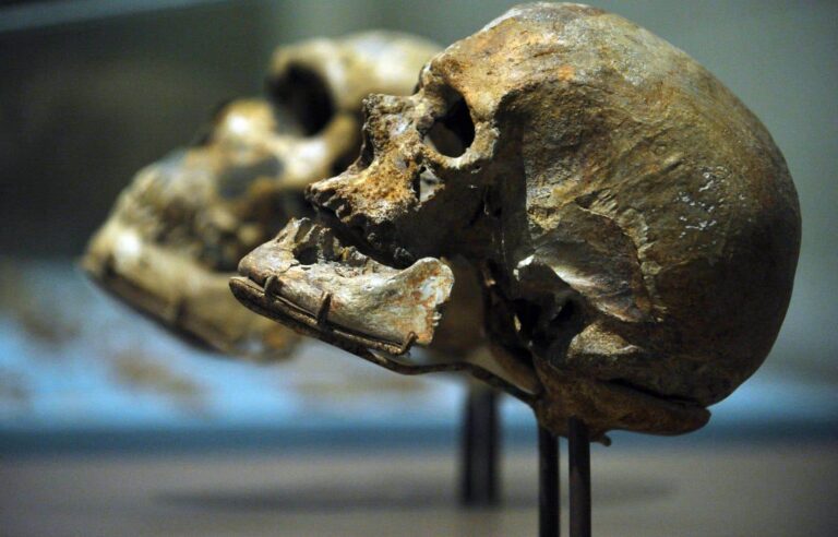 Homo sapiens incubated their young longer than Neanderthals