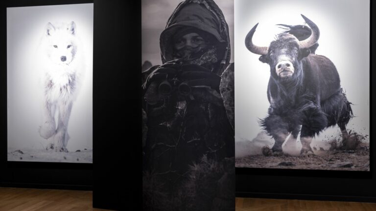 In the Doubs, an exhibition highlights the wild world of wildlife photographer Vincent Munier