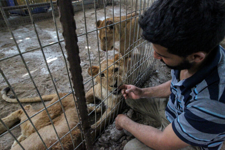 In the Gaza Strip, a zookeeper fears for his animals