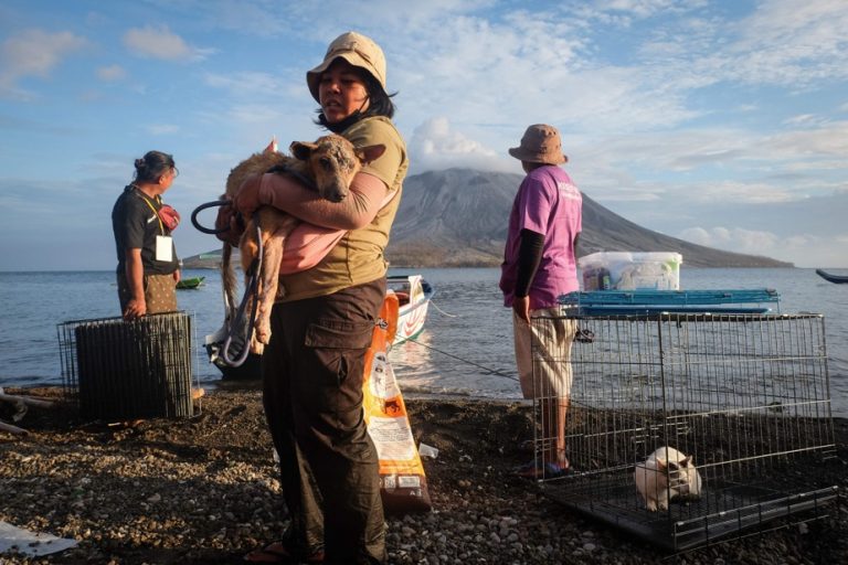 Indonesia |  Volunteers save animals near volcano despite high alert