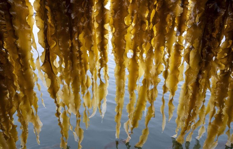 Large brown algae to store and sequester carbon