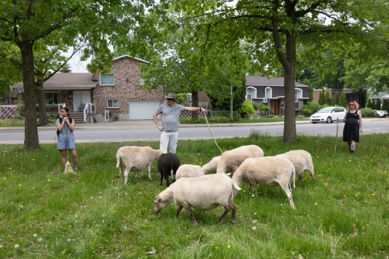 Life, the city |  Biquette’s sheep arrive in town