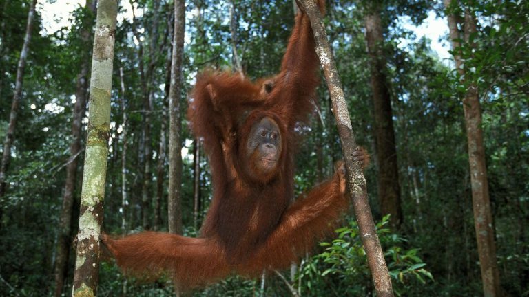 Malaysia wants to offer orangutans to countries that buy palm oil from it