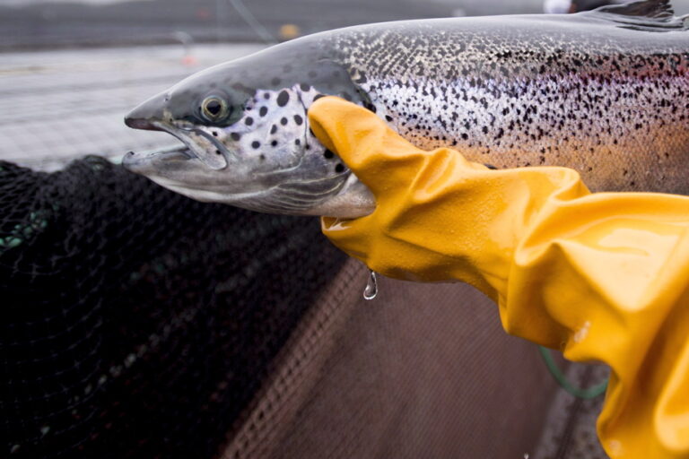 Newfoundland |  Aquaculture is the likely cause of wild salmon extinction