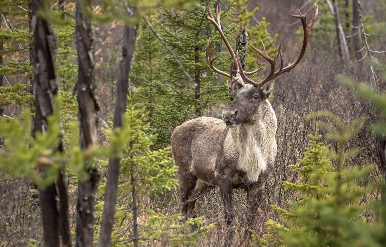 Ottawa refused to adopt a decree to protect caribou in Quebec in 2023