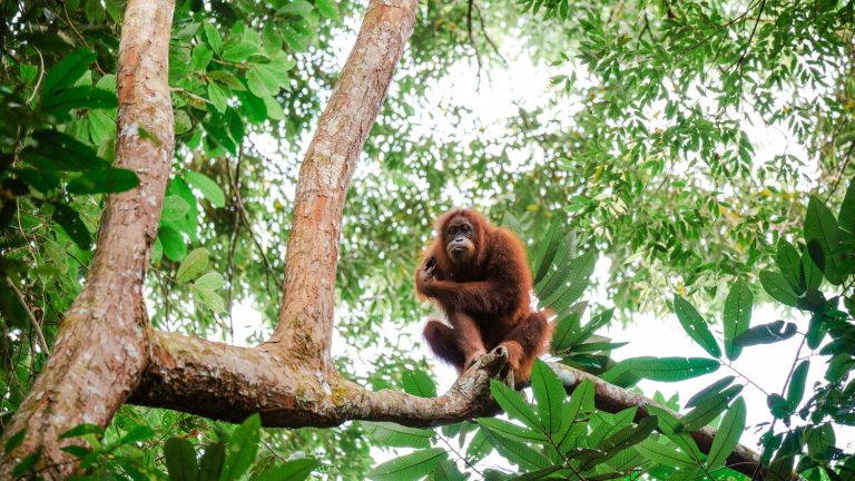 Palm oil production in Malaysia: what is "orangutan diplomacy" ?