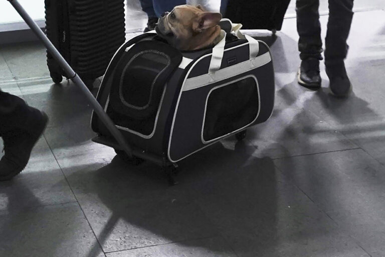 People traveling with a dog |  The United States tightens its rules