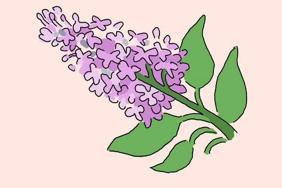 Pick of the week |  The Lilac