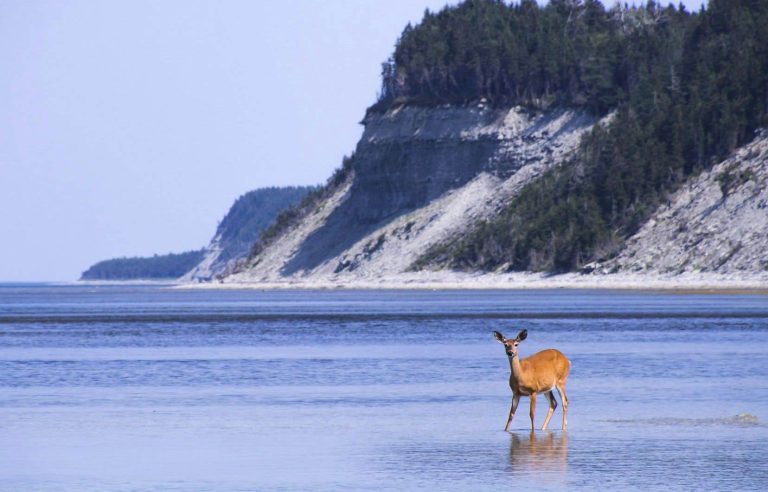 Plastic pollution: Anticosti, an open-air dump, really?