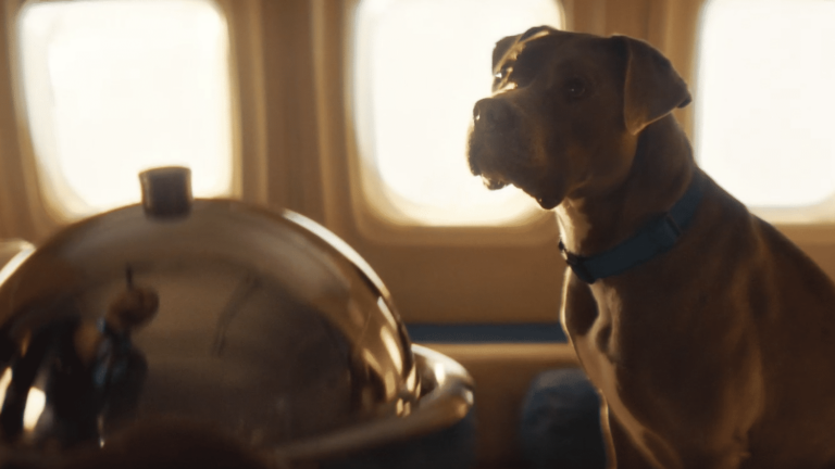 Private jet, background music and treats: an airline for dogs charters its first flight