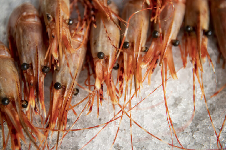 Quebec processing plants |  Shrimp imported from Norway to stay afloat