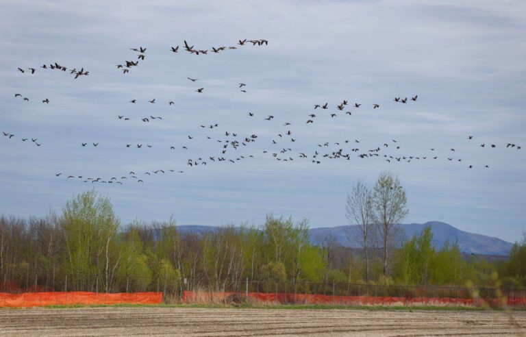 Quebec refused to answer questions on the sustainability of wetlands preserved on the Northvolt site