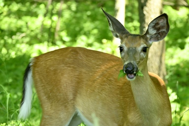 SEPAQ |  Fewer deer, more biodiversity