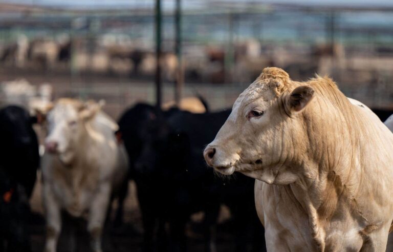 Second human case of bird flu linked to outbreak in cows in the United States