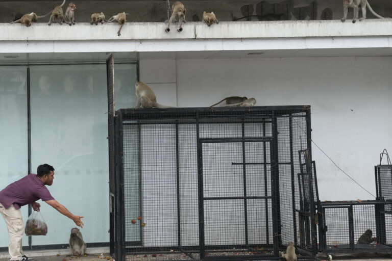 Thai town attempts to control wild monkey population