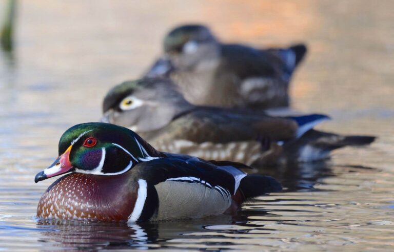 The CAQ promises to strengthen the protection of wetlands