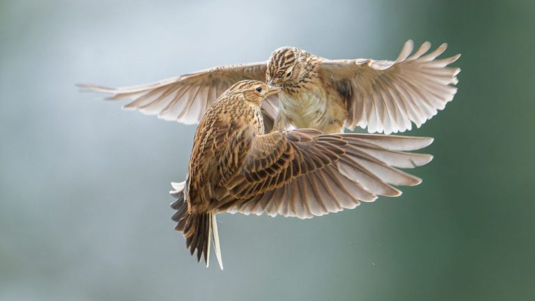 The Council of State puts an end to traditional hunts targeting larks