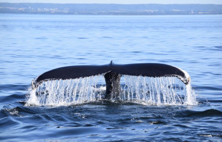 The St. Lawrence is facing several “environmental pressures”