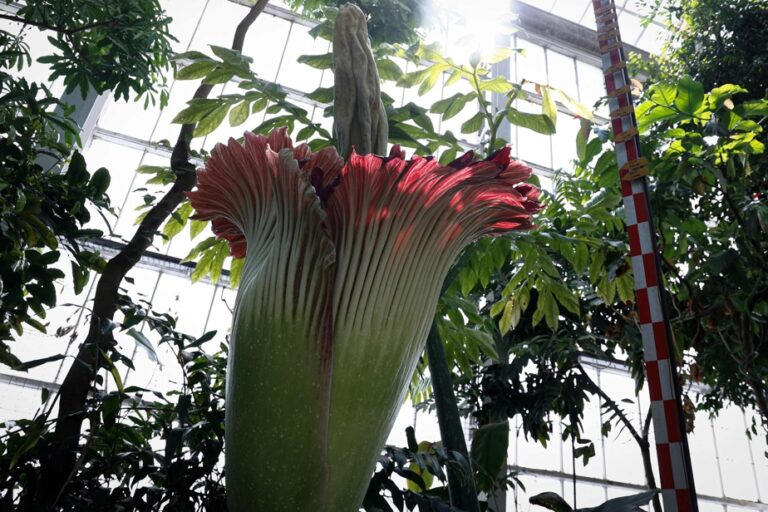 The “Titan penis” |  Crowds flock to admire a giant rare flower