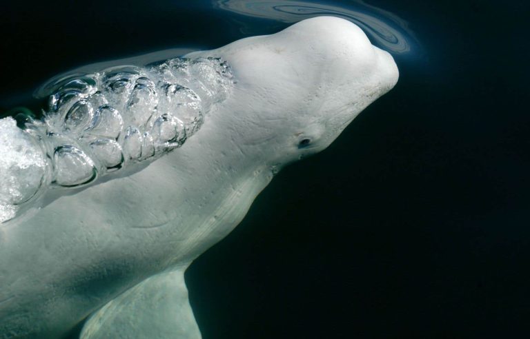 The number of St. Lawrence beluga carcasses is worrying