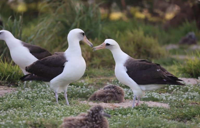 The oldest bird in the world is an albatross over 70 years old called Wisdom