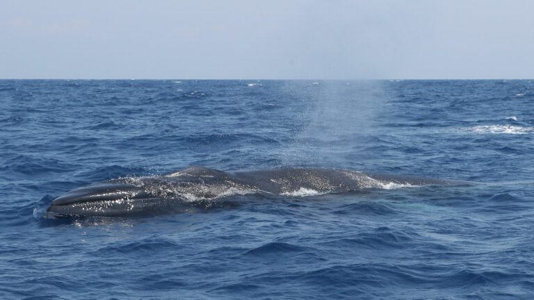 Three whales wash up on three separate beaches in Corsica, two are dead