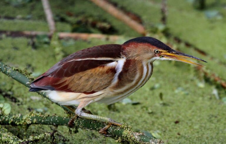 Vallée-du-Richelieu and the CMM do not agree on the habitat of the least bittern