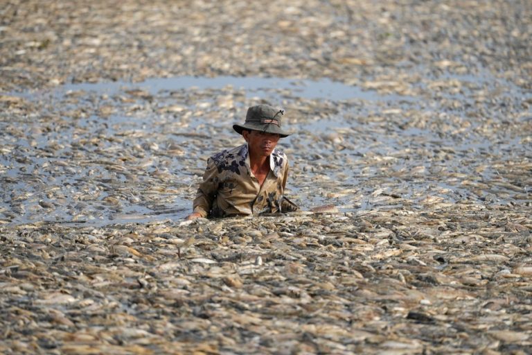 Vietnam |  Hundreds of thousands of fish die, heatwave to blame