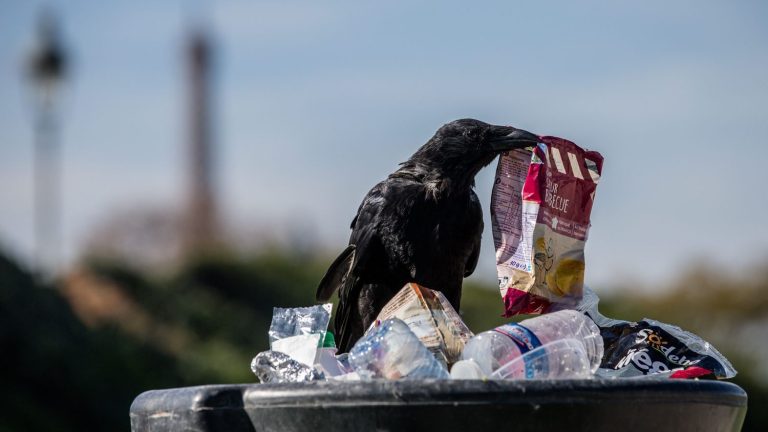 When the Japanese learn to speak crows to scare away birds