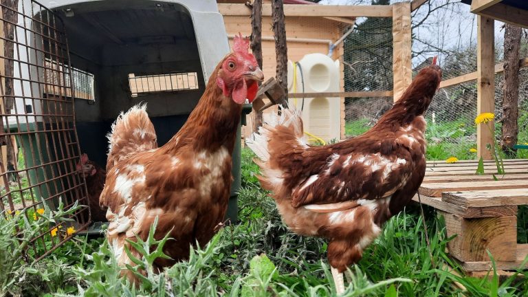 chickens also blush when they feel emotions