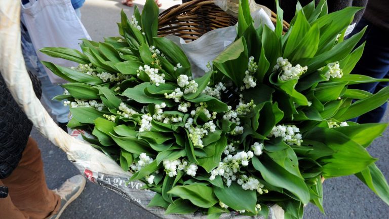 do we really have the right to sell lily of the valley in the street?