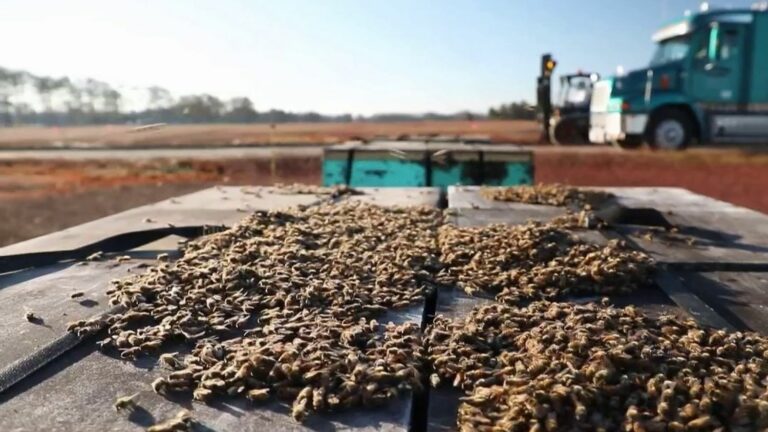 farmers go looking for bees on the other side of the country