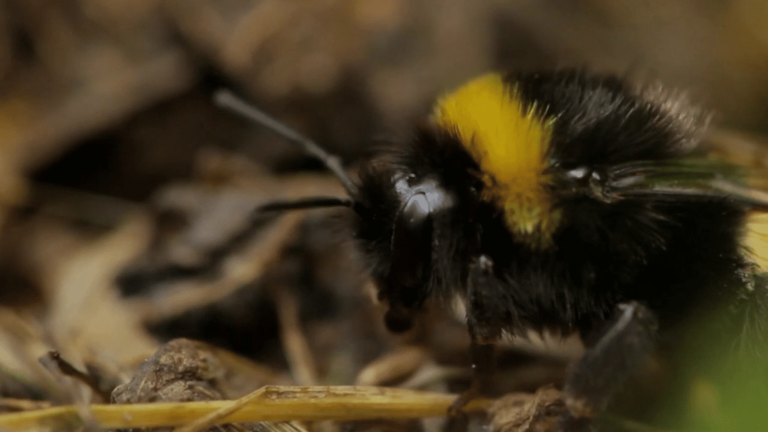 how scientists trained bumblebees to reach a sugar stash