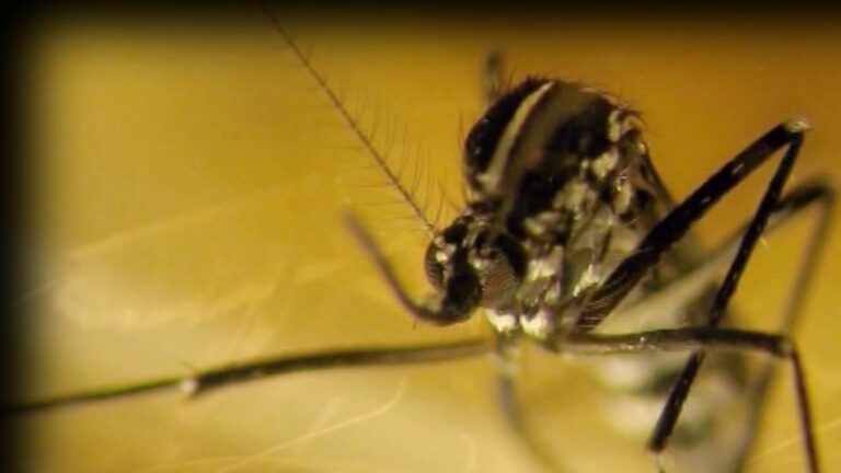 how to stop the invasion of the tiger mosquito?