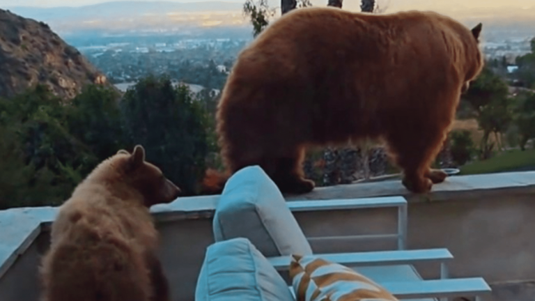 in California, the bears are coming to town