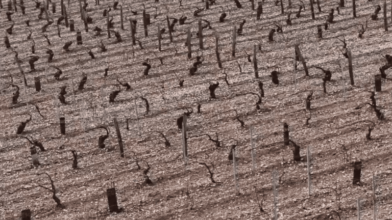 in Chablis, the vineyard severely affected by hail