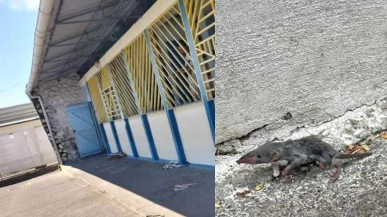 in Saint-Leu, a school closed on May 3 due to the presence of rats