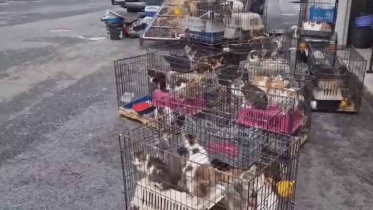 more than 150 cats and dogs found piled into a truck