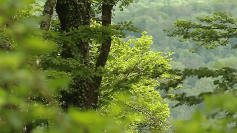 new tree species better adapted to global warming in forests