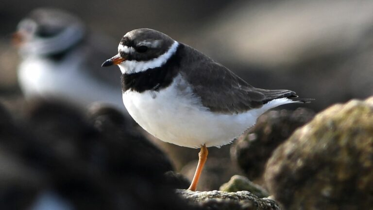 on the Glénan Islands, we spot the plover nests before the massive arrival of tourists