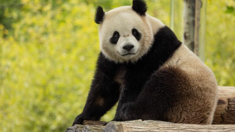 pandas are back, a sign of thaw between China and the United States?