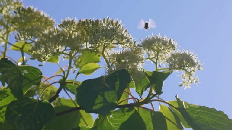 red alert in France for pollen allergy