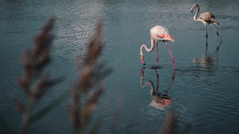 rising sea levels also threaten flamingos, study finds