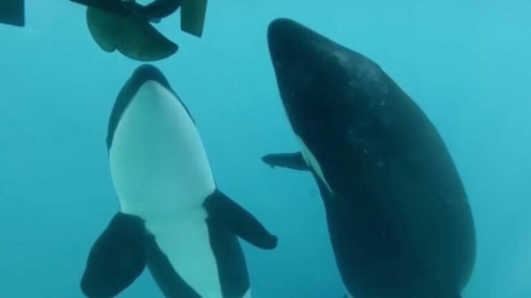 scientists say it’s a game between cetaceans